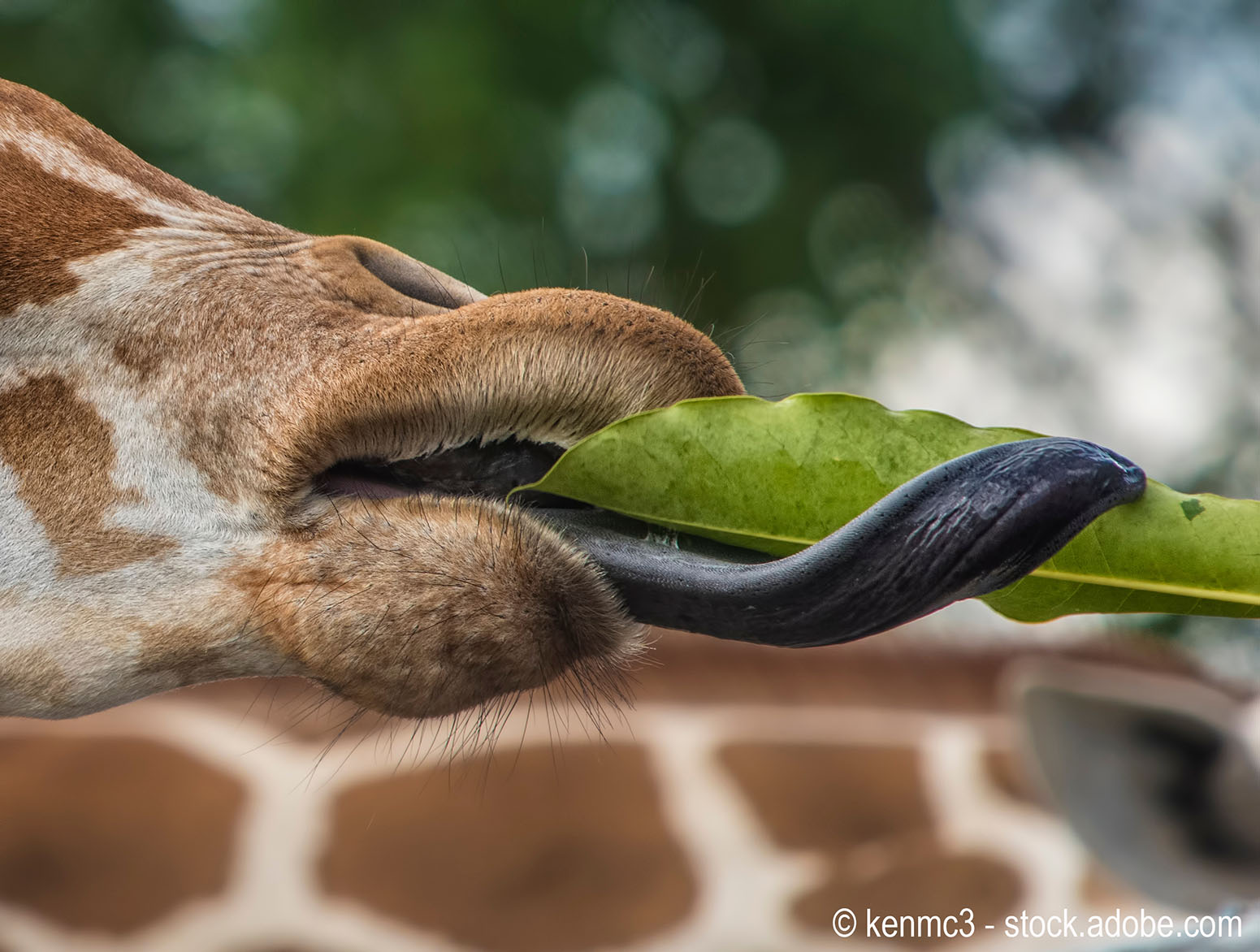 giraffe pulling leaves into its mouth with its tongue