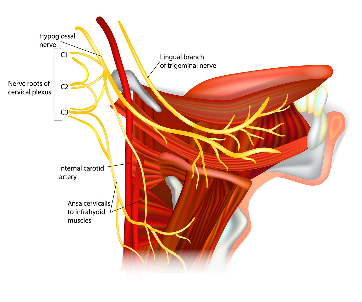 anatomical image showing the lingual nerve
