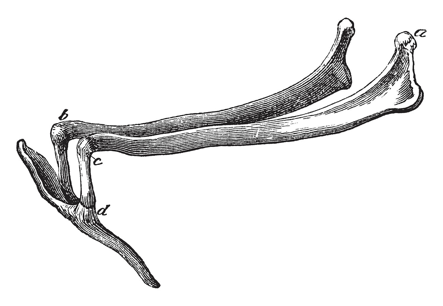 the hyoid bone of an artiodactyl